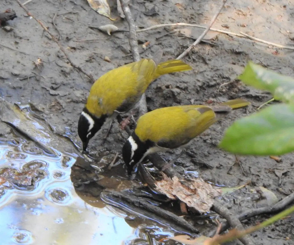 白喉抚蜜鸟(Melithreptus albogularis)