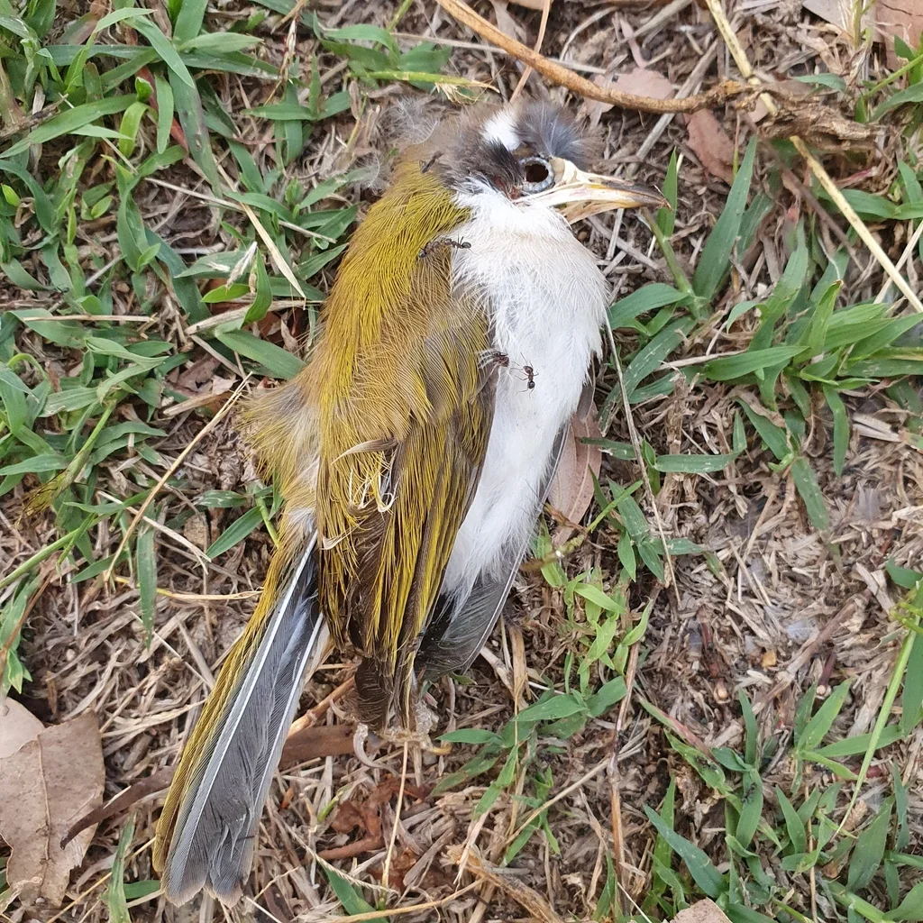 白喉抚蜜鸟(Melithreptus albogularis)