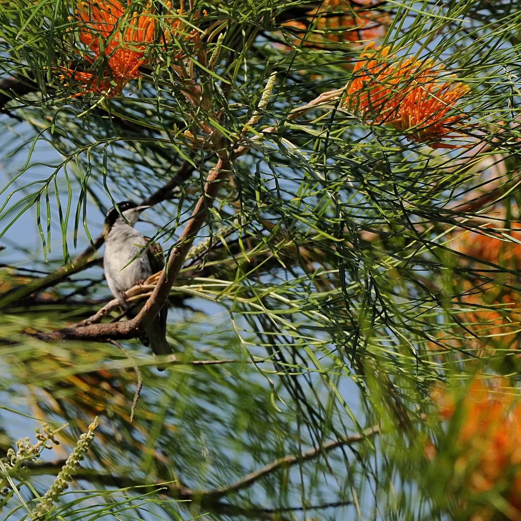 白喉抚蜜鸟(Melithreptus albogularis)