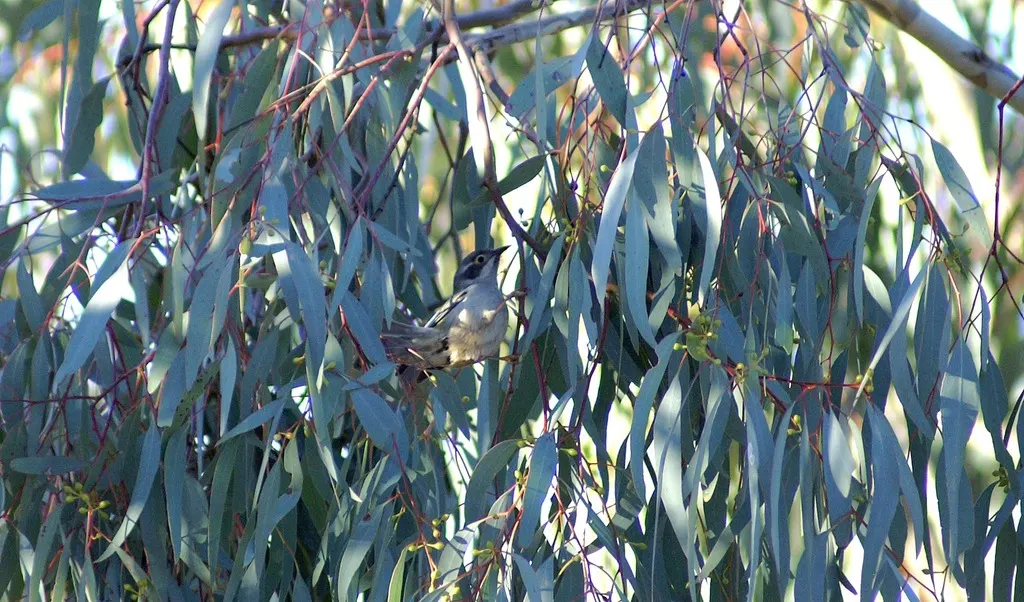 褐头抚蜜鸟(Melithreptus brevirostris)