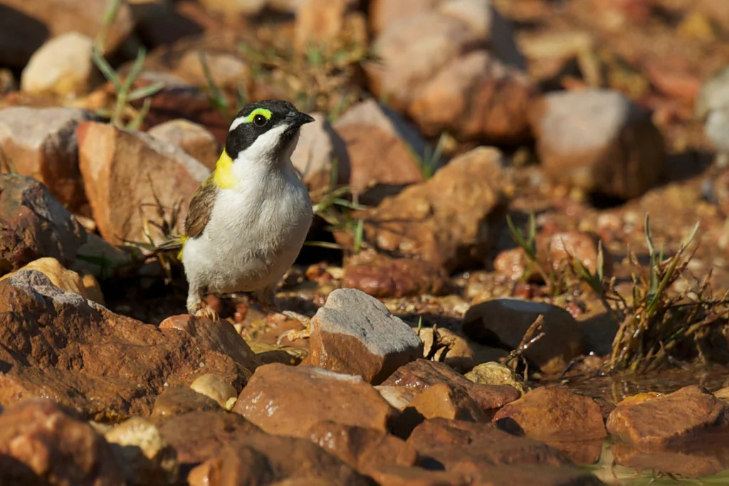 黑颏抚蜜鸟(Melithreptus gularis)