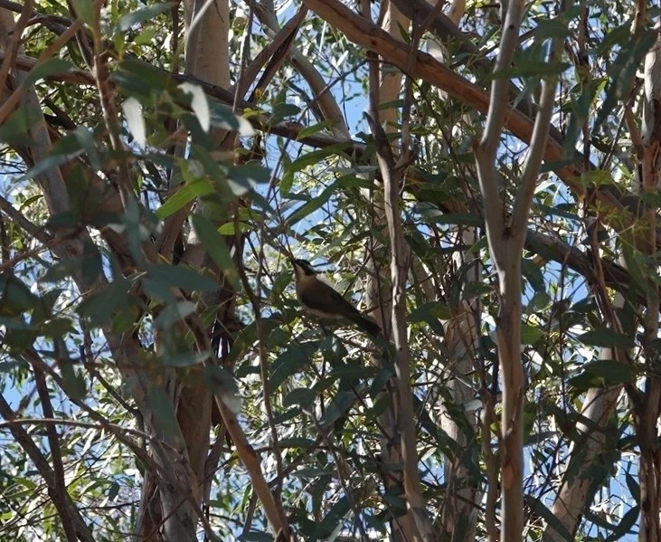 黑颏抚蜜鸟(Melithreptus gularis)