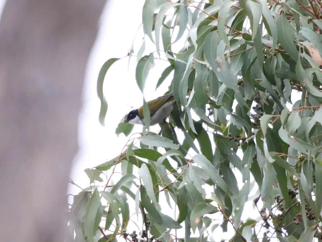 白颈抚蜜鸟(Melithreptus lunatus)