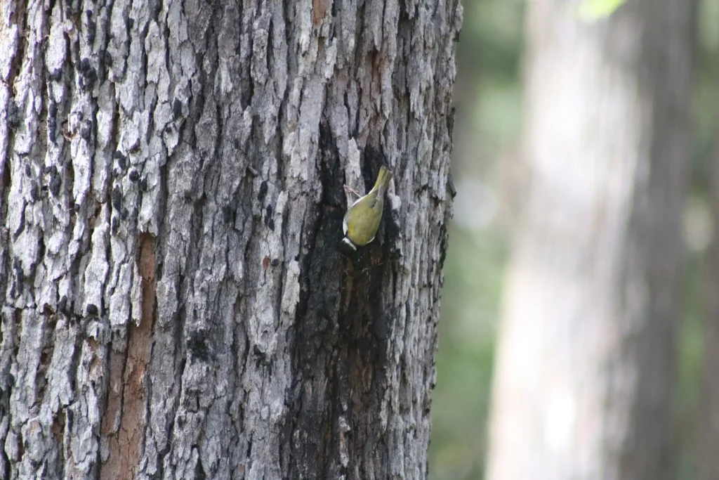 白颈抚蜜鸟(Melithreptus lunatus)