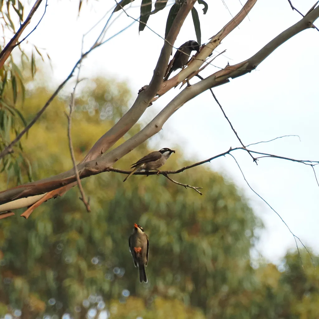坚嘴抚蜜鸟(Melithreptus validirostris)