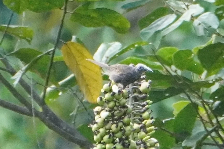 摩鹿加吮蜜鸟(Melitograis gilolensis)
