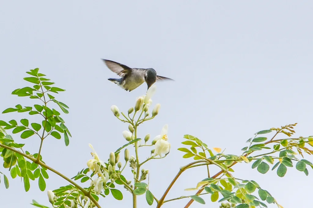 吸蜜蜂鸟(Mellisuga helenae)