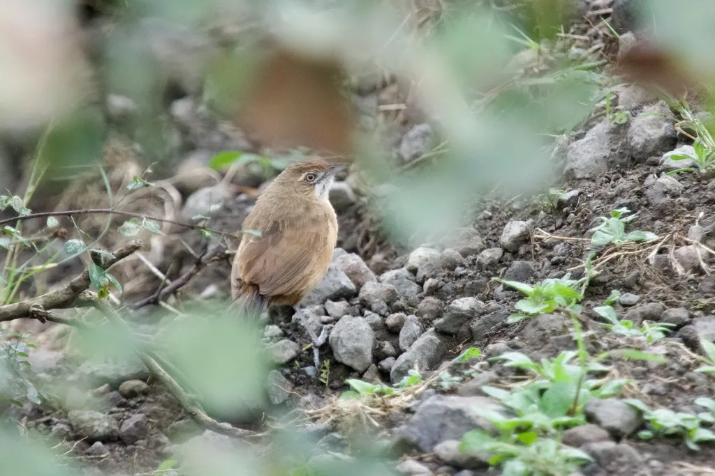 须薮莺(Melocichla mentalis)