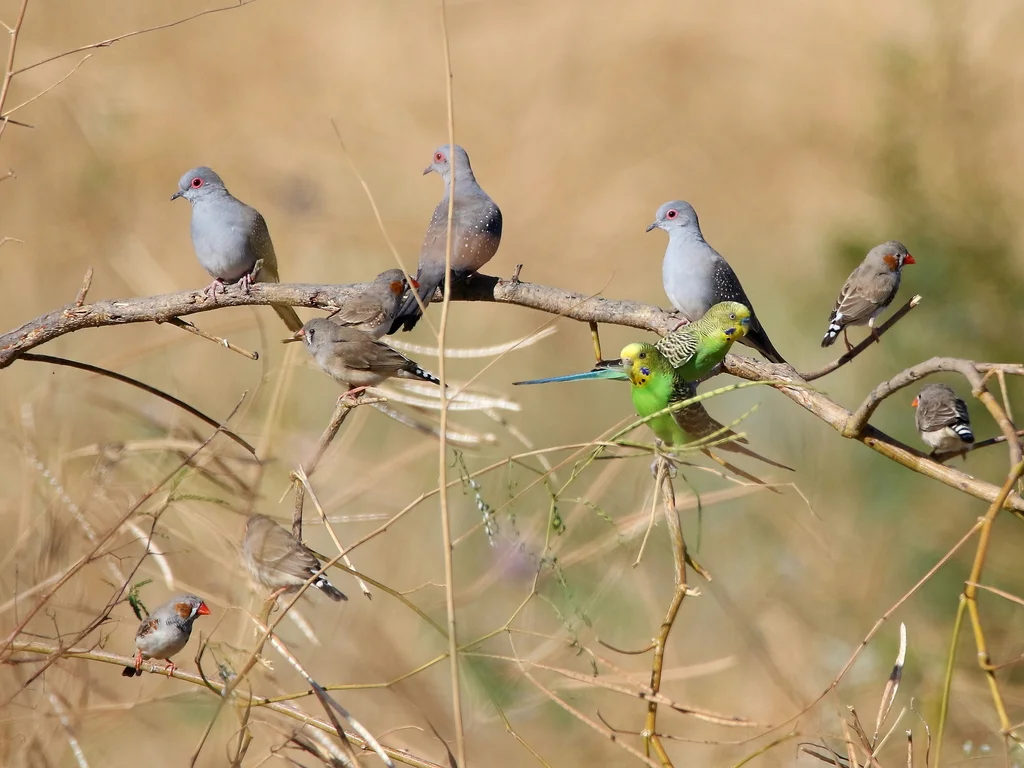 虎皮鹦鹉(Melopsittacus undulatus)