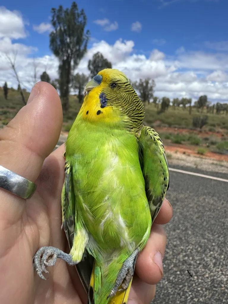 虎皮鹦鹉(Melopsittacus undulatus)