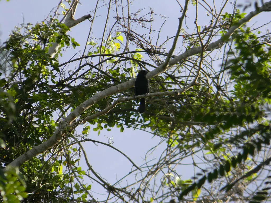 古巴黑雀(Melopyrrha nigra)