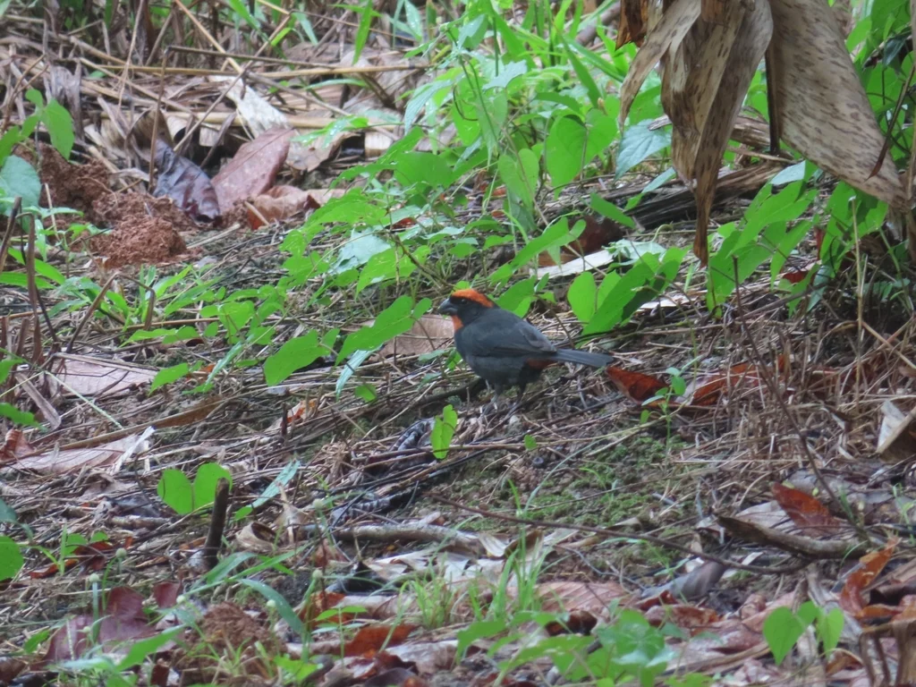 波多黎各牛雀(Melopyrrha portoricensis)