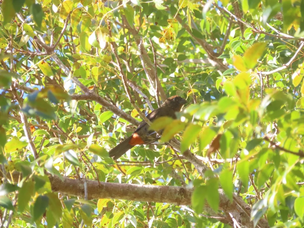 波多黎各牛雀(Melopyrrha portoricensis)