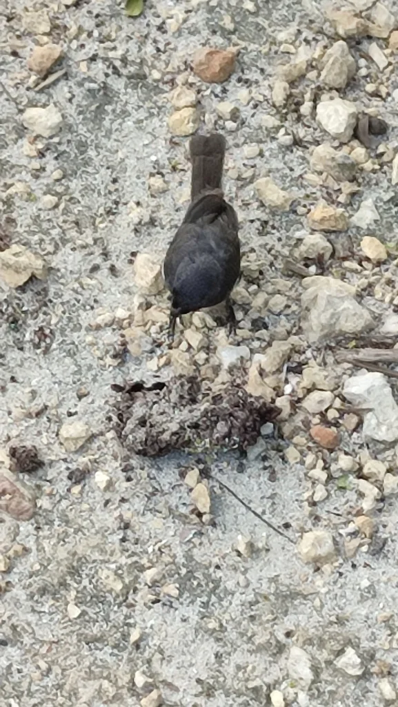 大开曼黑雀(Melopyrrha taylori)