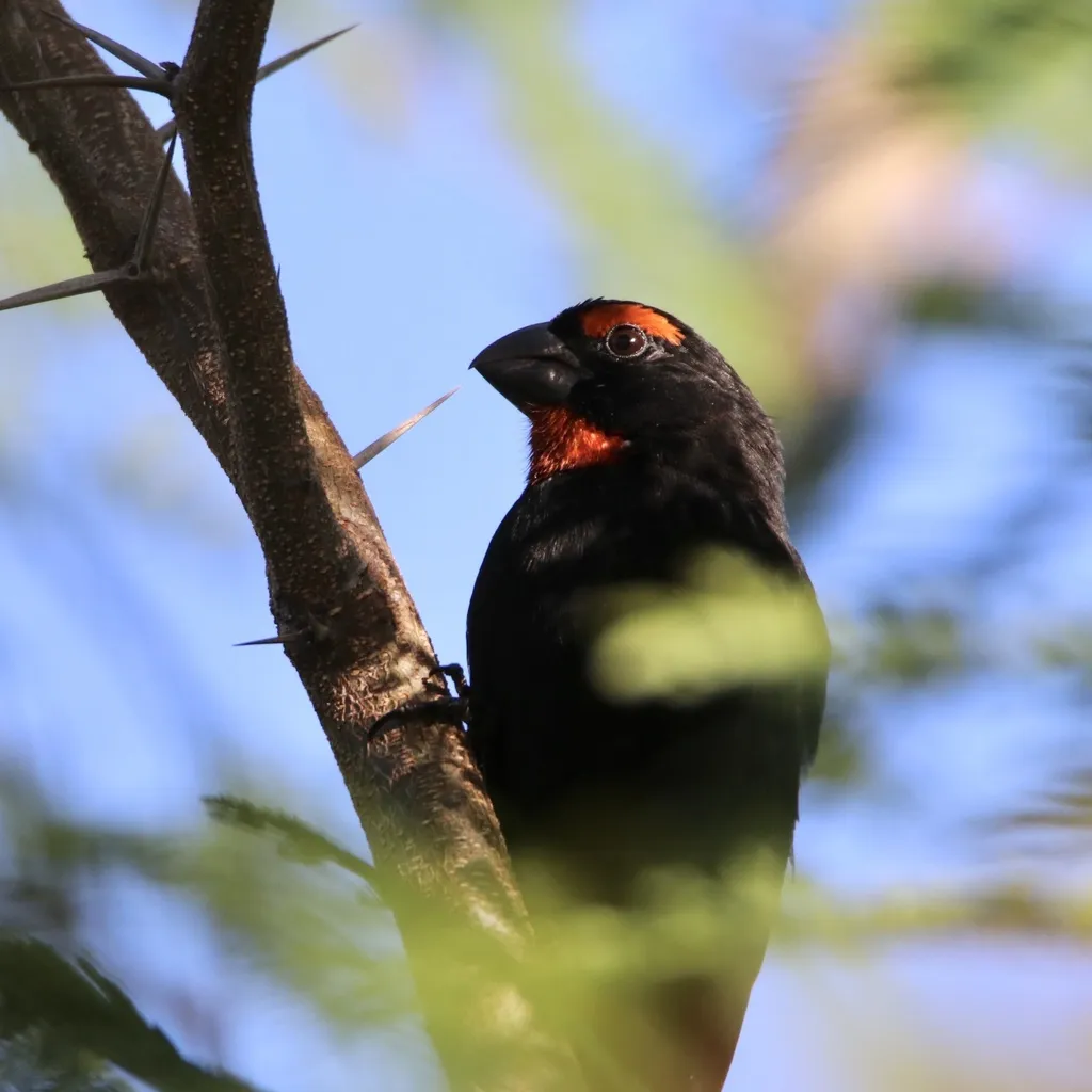 大安德牛雀(Melopyrrha violacea)
