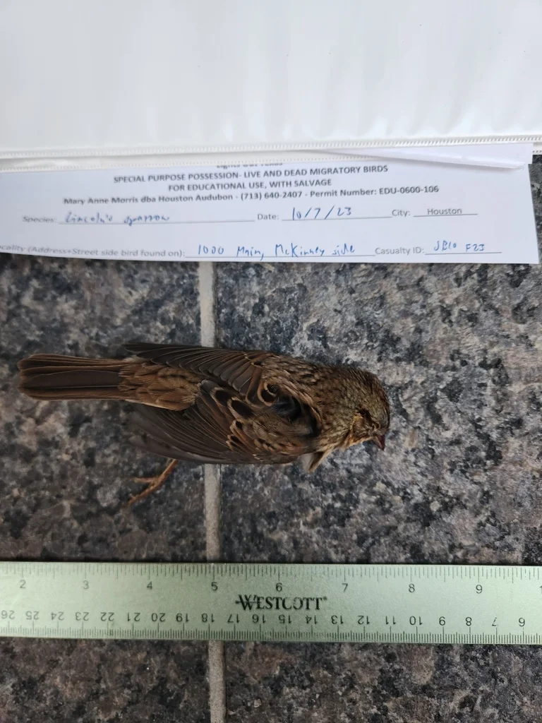 林氏带鹀（Melospiza lincolnii）