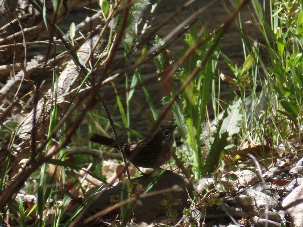 林氏带鹀（Melospiza lincolnii）