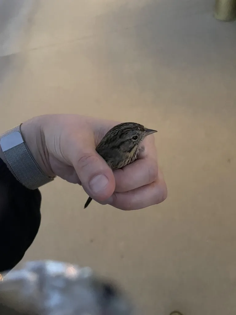 林氏带鹀（Melospiza lincolnii）