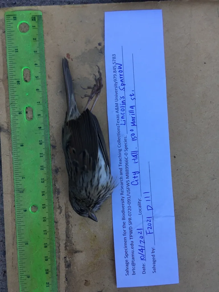 林氏带鹀（Melospiza lincolnii）