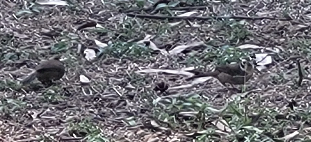 普氏地雀(Melozone biarcuata)