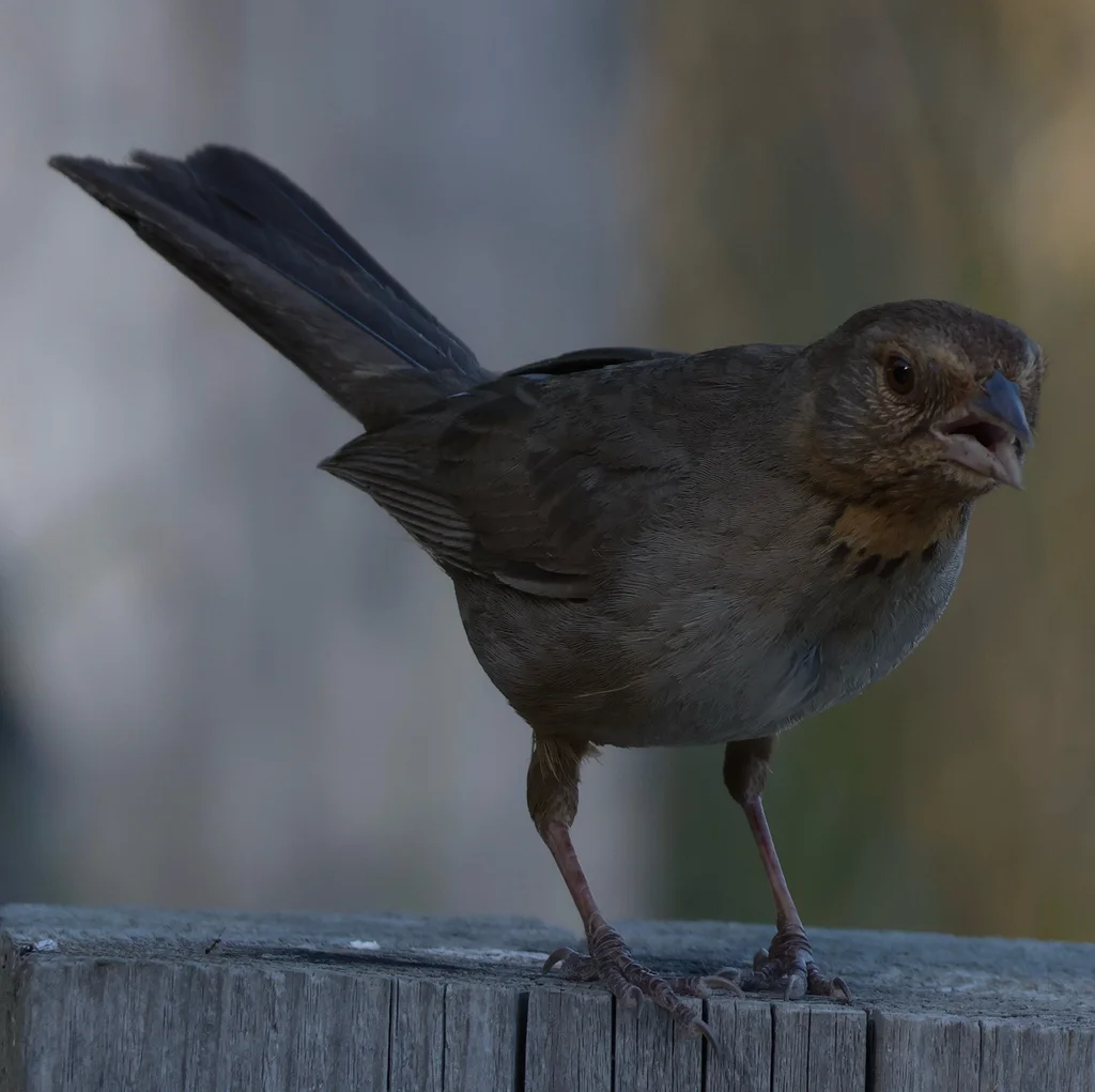 加州唧鹀（Melozone crissalis）