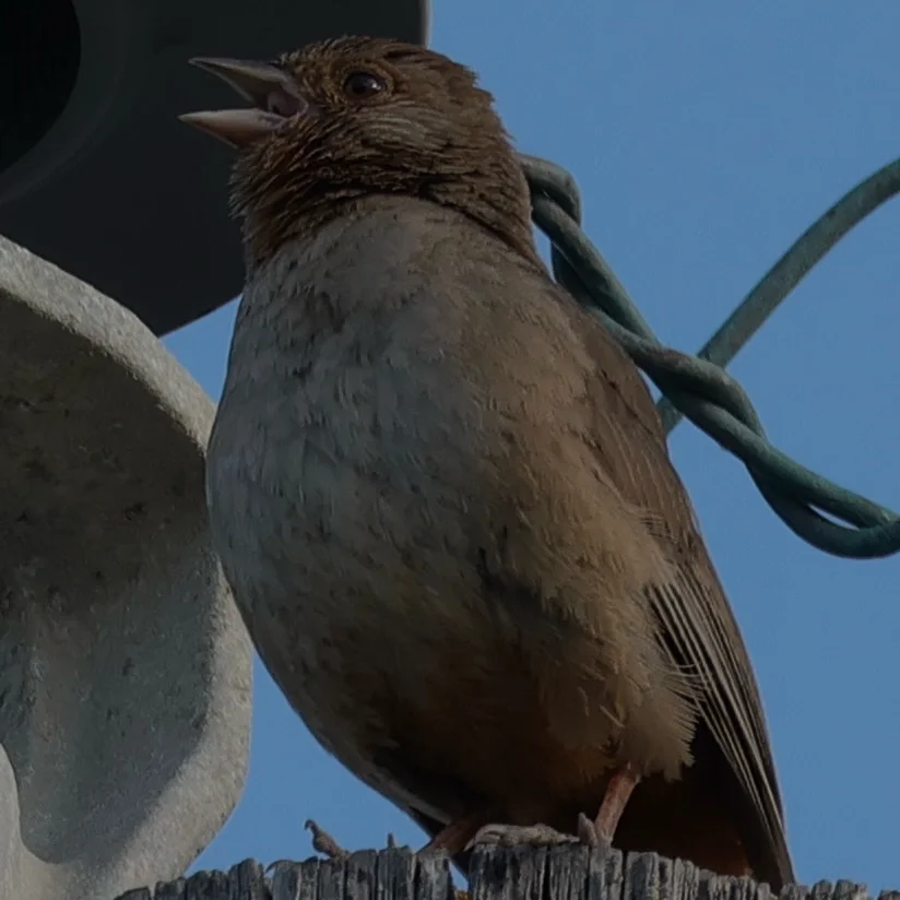 加州唧鹀（Melozone crissalis）