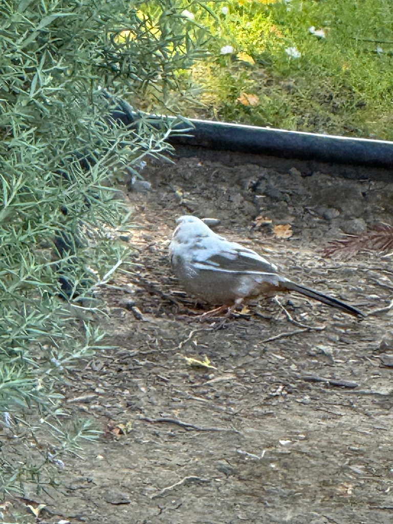 加州唧鹀（Melozone crissalis）