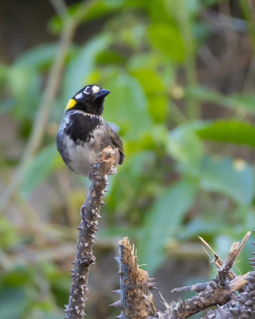 白耳地雀(Melozone leucotis)