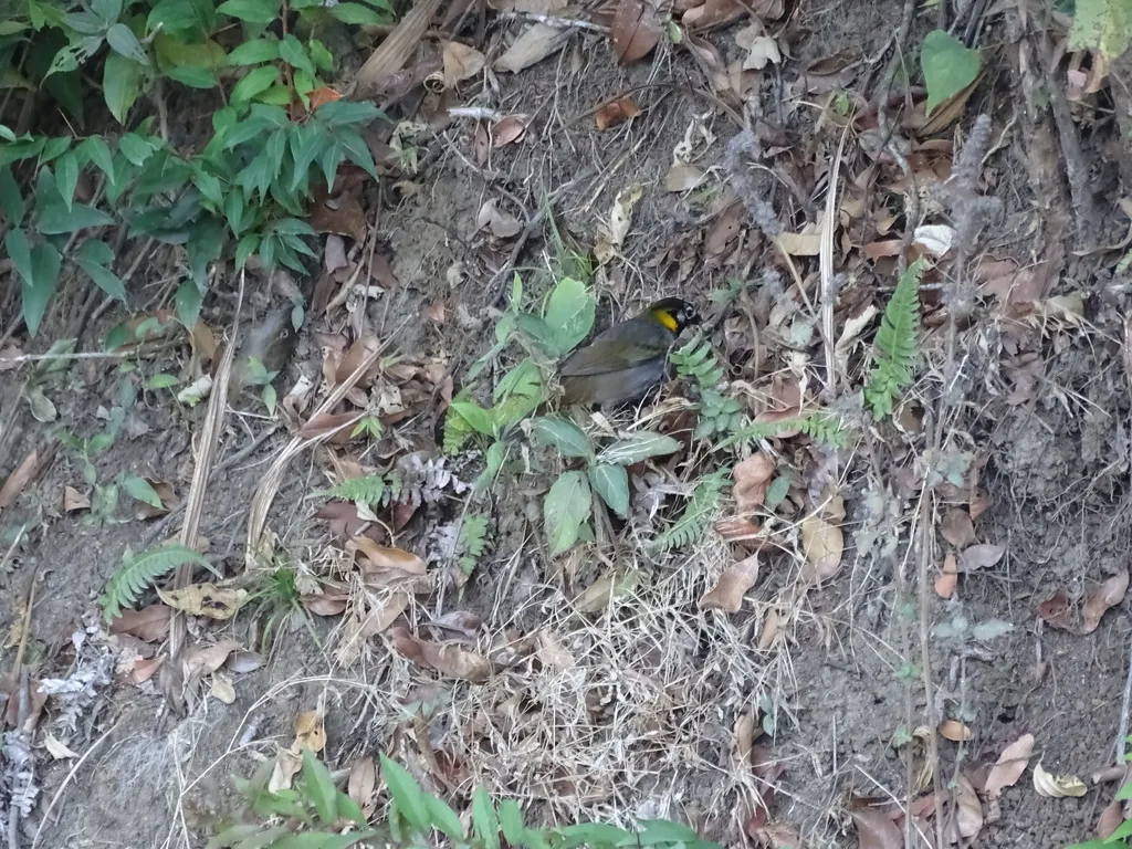 白耳地雀(Melozone leucotis)