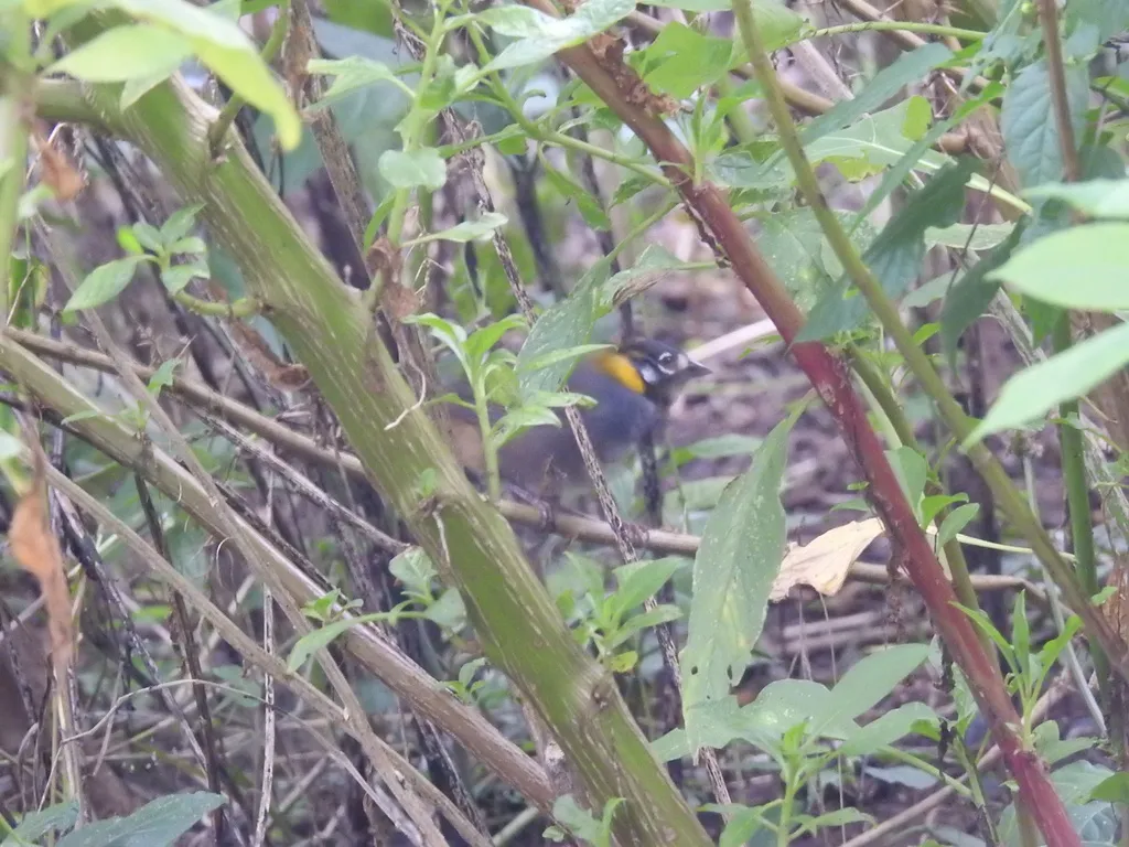 白耳地雀(Melozone leucotis)
