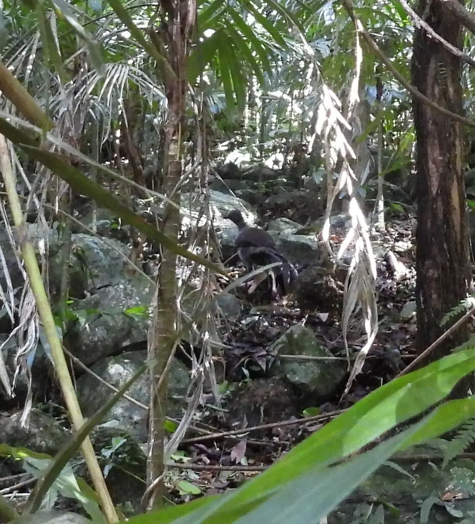华丽琴鸟（Menura novaehollandiae）