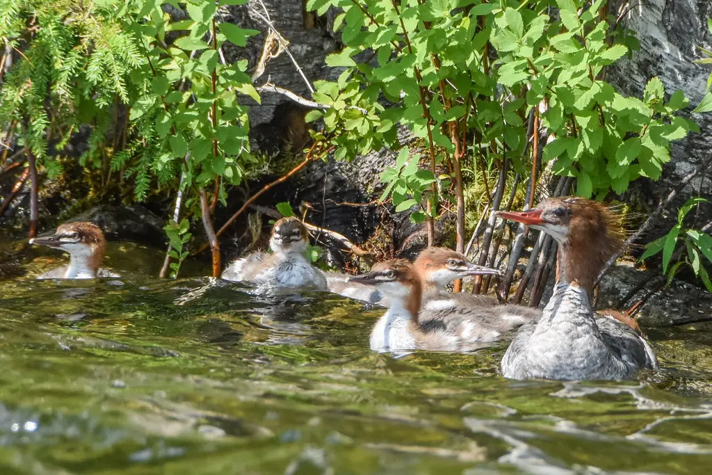 普通秋沙鸭(Mergus merganser)