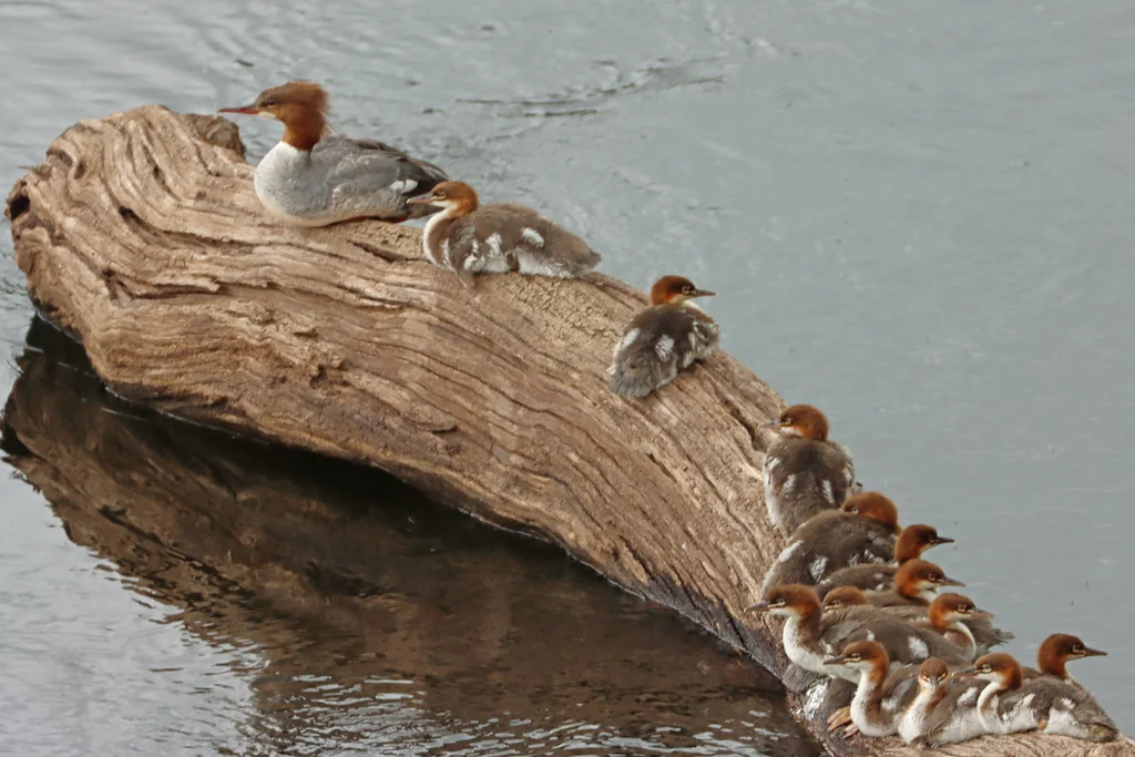 普通秋沙鸭(Mergus merganser)