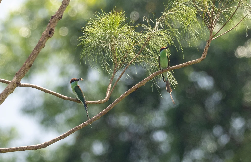 棕冠蜂虎(Merops americanus)