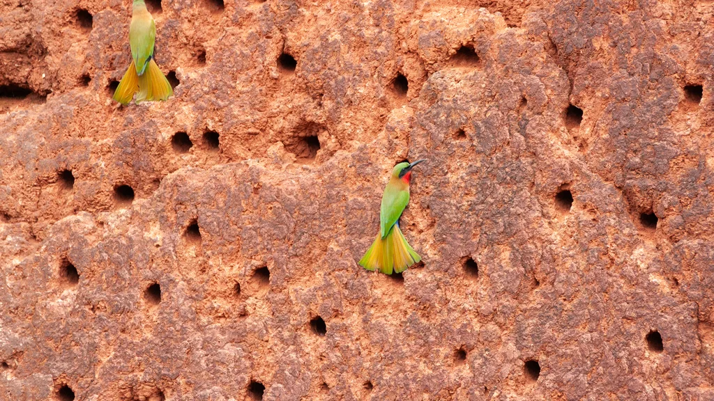 赤喉蜂虎(Merops bulocki)