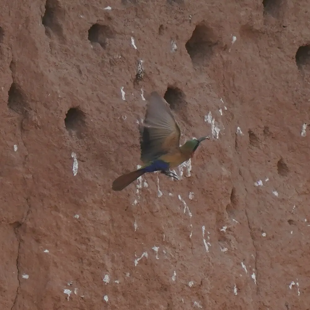 赤喉蜂虎(Merops bulocki)
