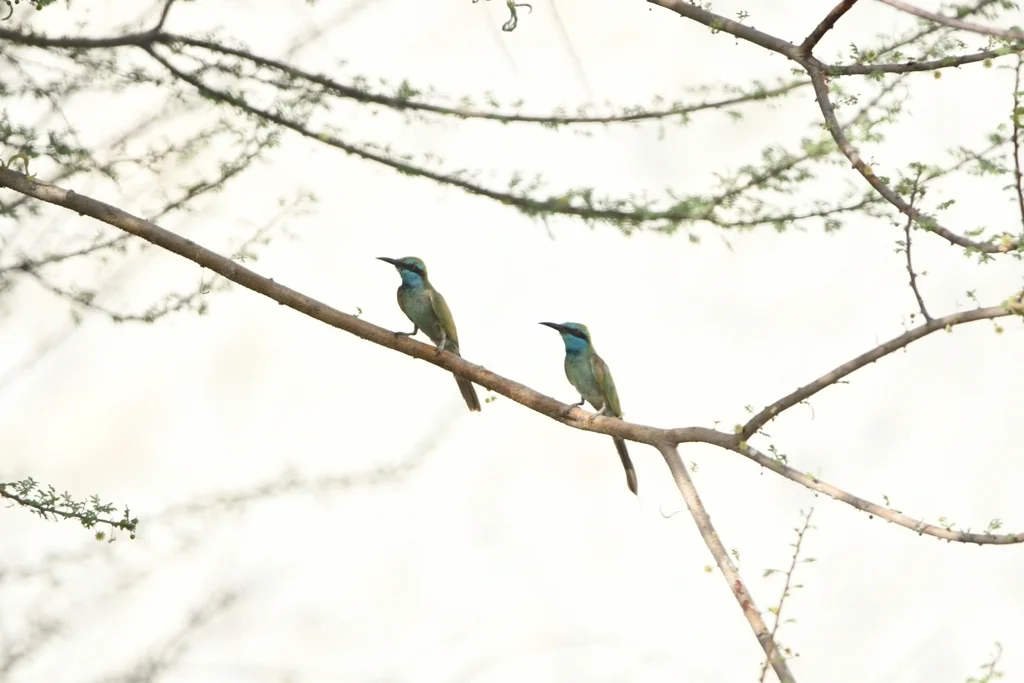阿拉伯绿喉蜂虎(Merops cyanophrys)