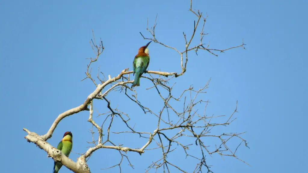 栗头蜂虎(Merops leschenaulti)
