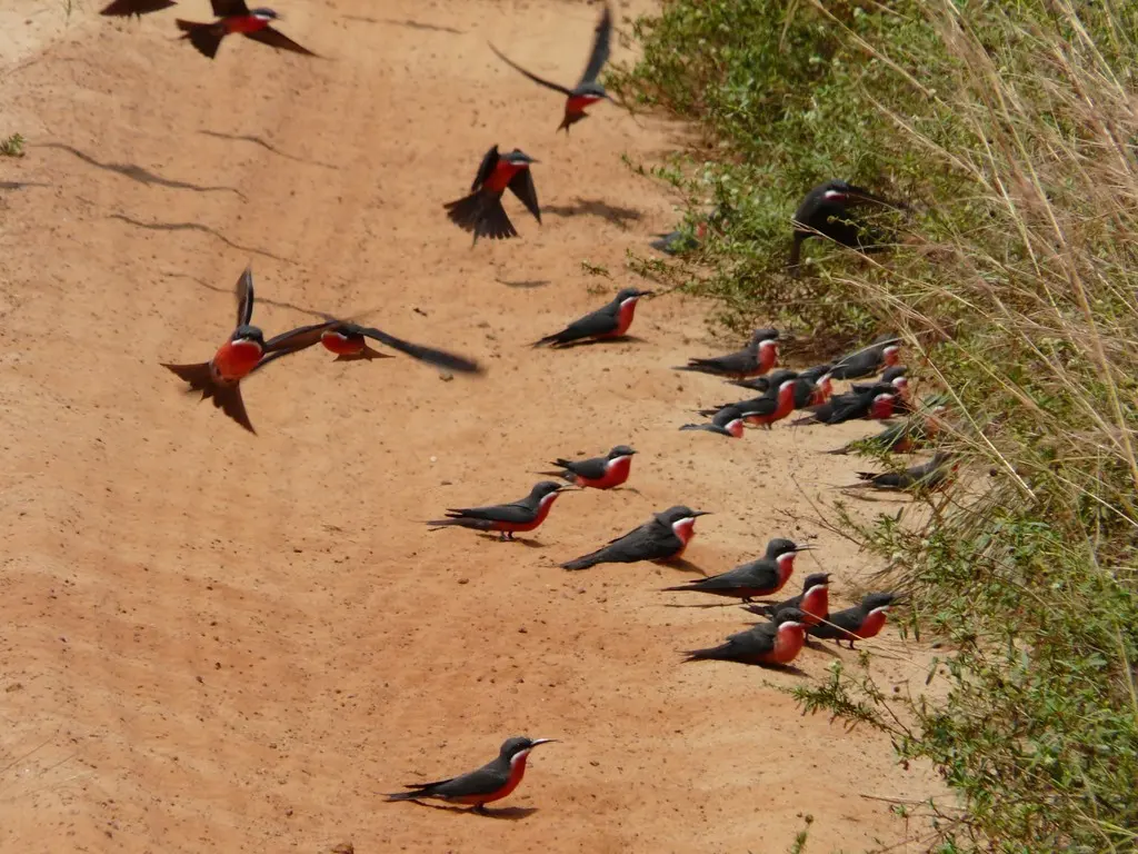 粉蜂虎(Merops malimbicus)