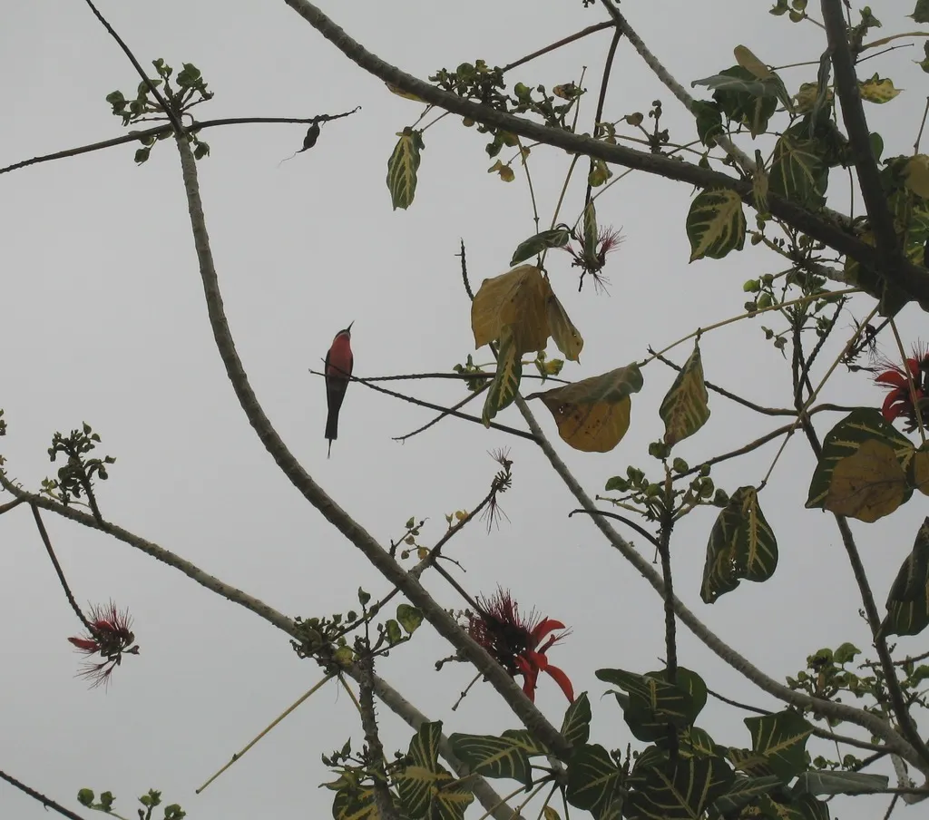 粉蜂虎(Merops malimbicus)
