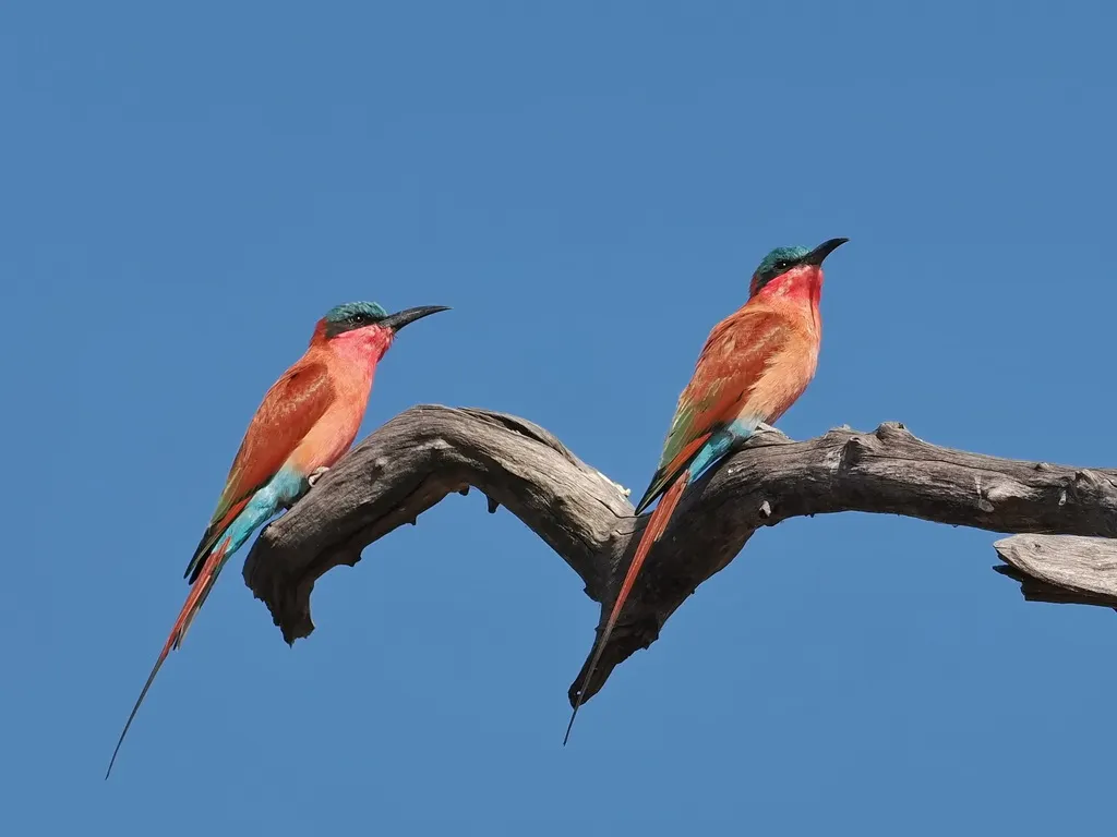南红蜂虎(Merops nubicoides)