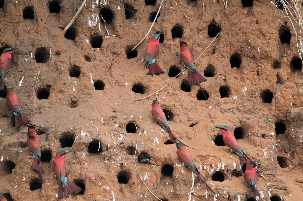 南红蜂虎(Merops nubicoides)