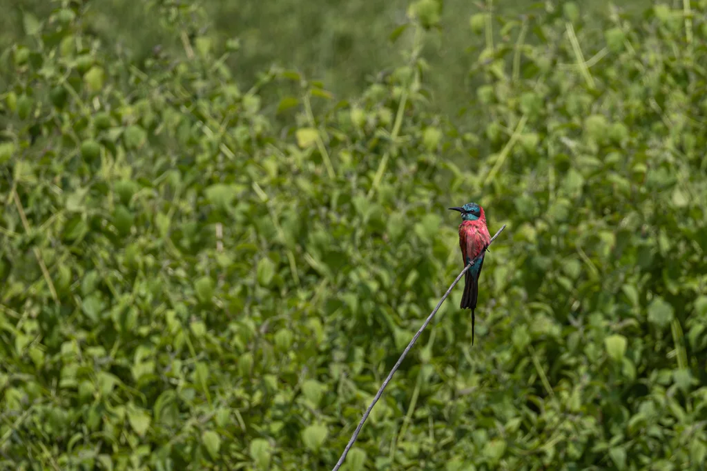 红蜂虎(Merops nubicus)