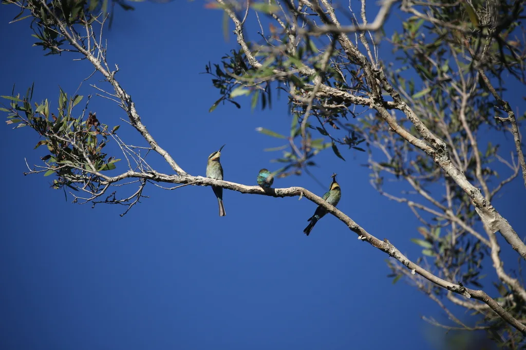彩虹蜂虎(Merops ornatus)