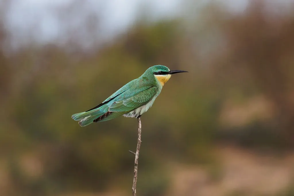 蓝颊蜂虎(Merops persicus)