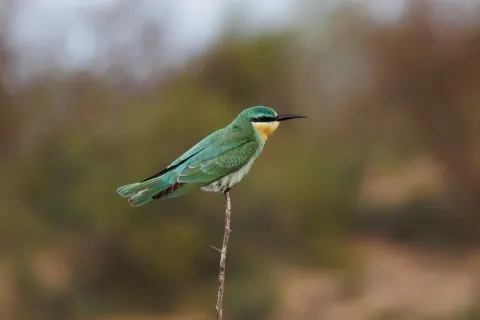 蓝颊蜂虎