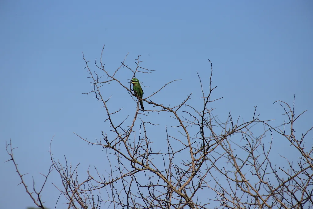蓝颊蜂虎(Merops persicus)