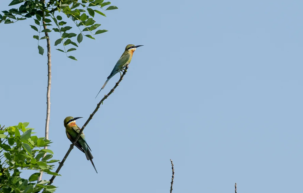 栗喉蜂虎(Merops philippinus)