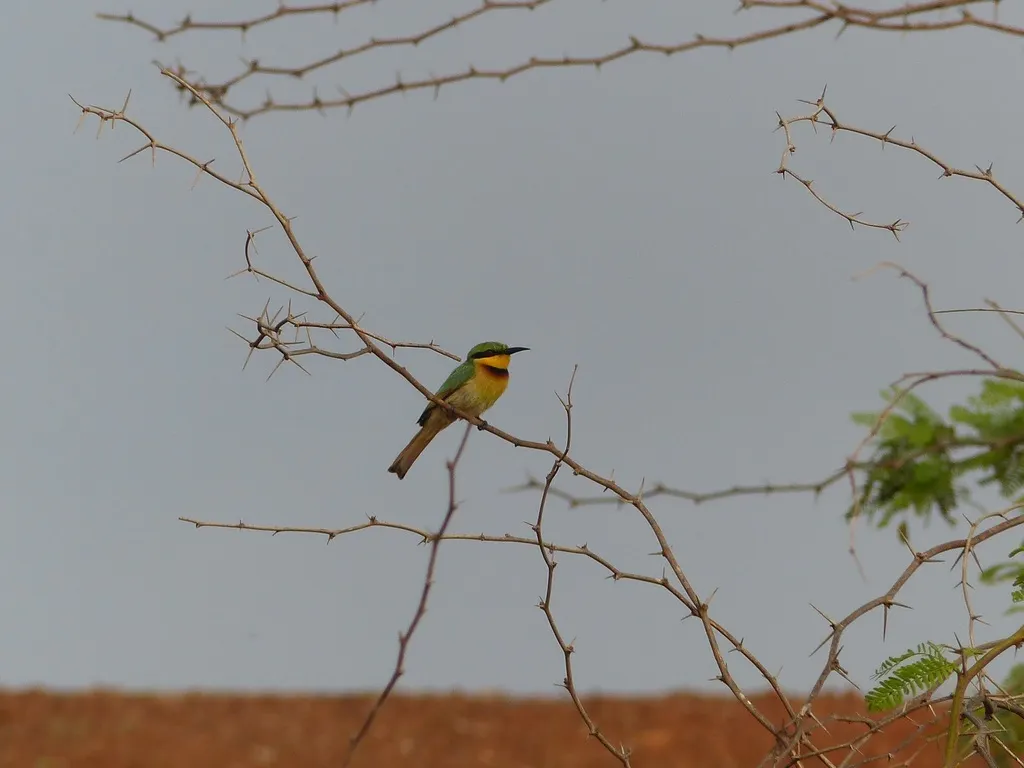 小蜂虎(Merops pusillus)