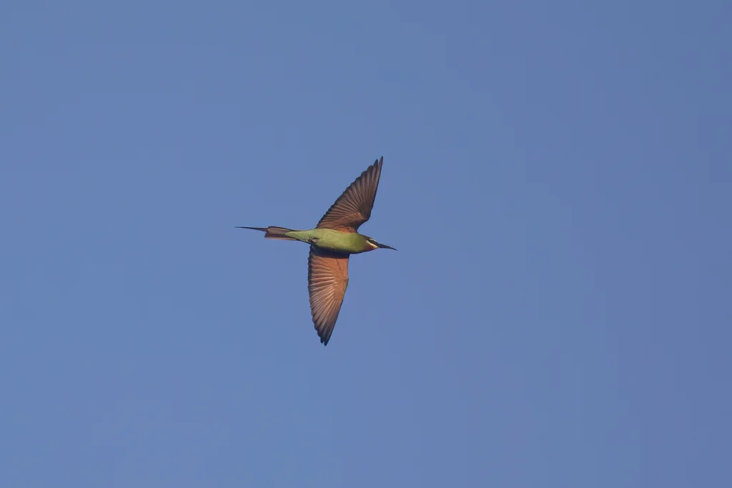 马岛蜂虎(Merops superciliosus)